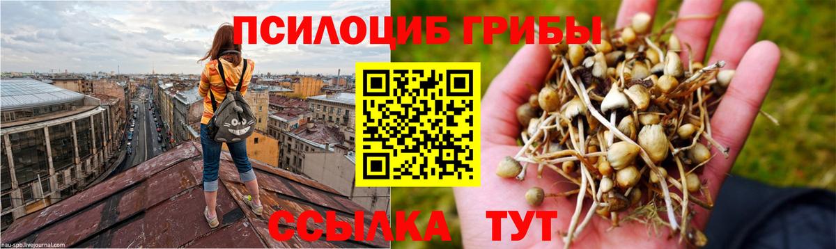 Псилоцибиновые грибы Cubensis  где найти наркотики  Псилоцибиновые грибы MAGIC MUSHROOMS  Зеленодольск 